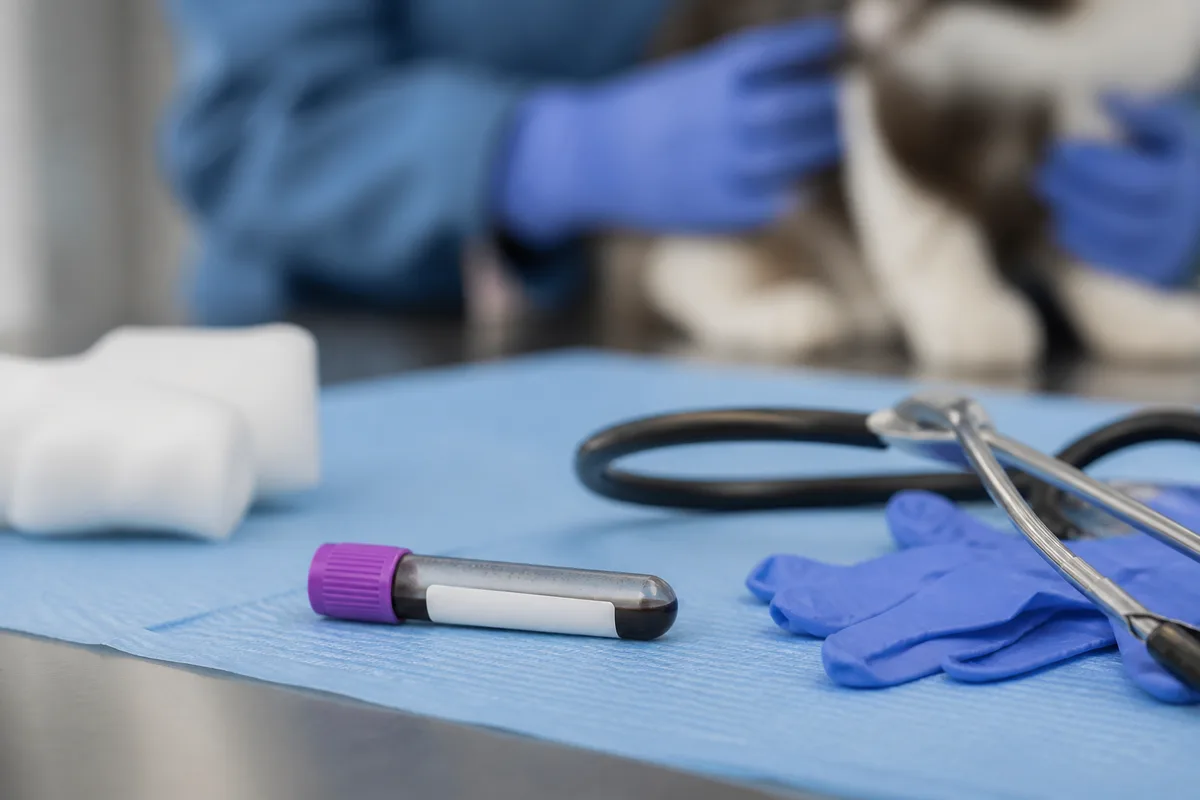 Table de consultation veterinaire avec tube de prelevement sanguin canin